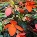 Begonia California Sunlight