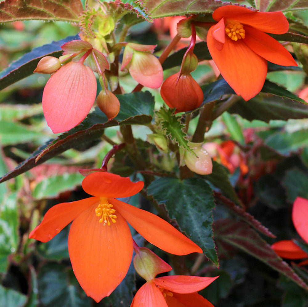 Begonia California Sunlight