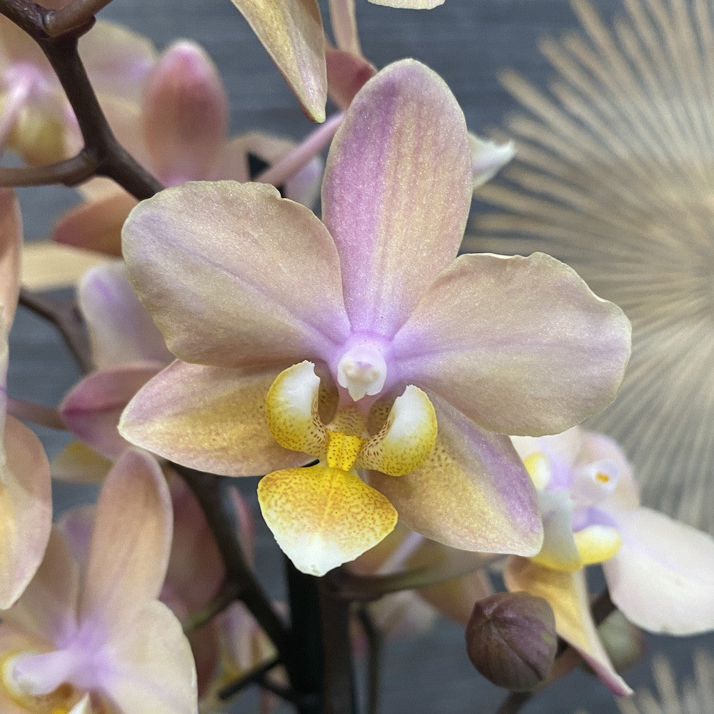 Phalaenopsis Scention - foarte parfumata