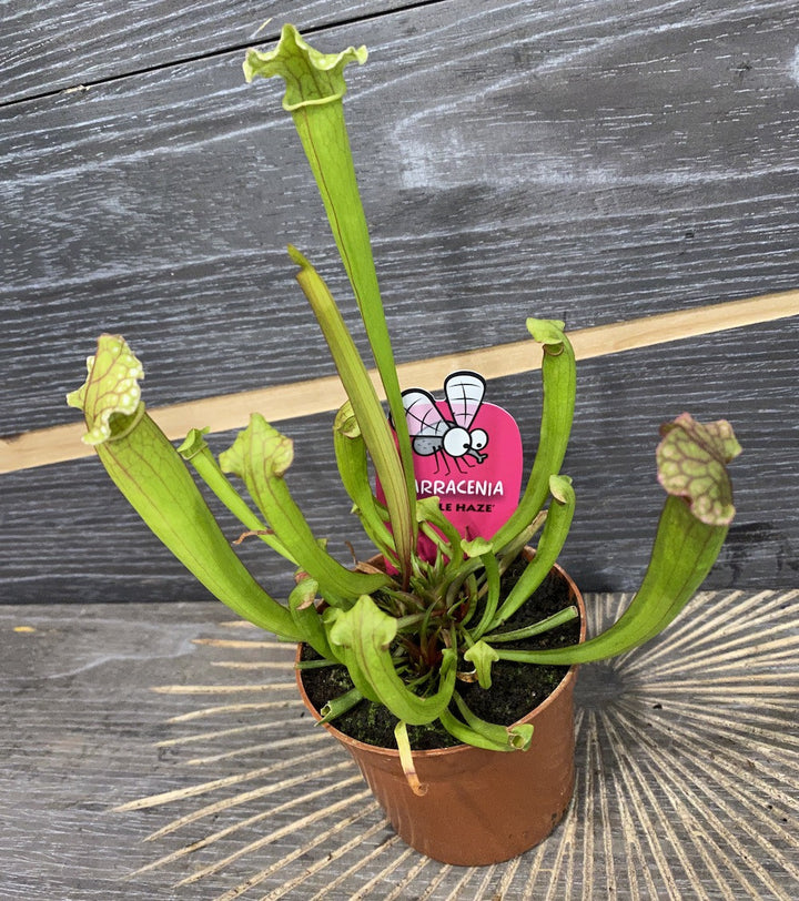 Sarracenia Purple Haze, planta ulcior -  plante carnivore la preturi atractive!