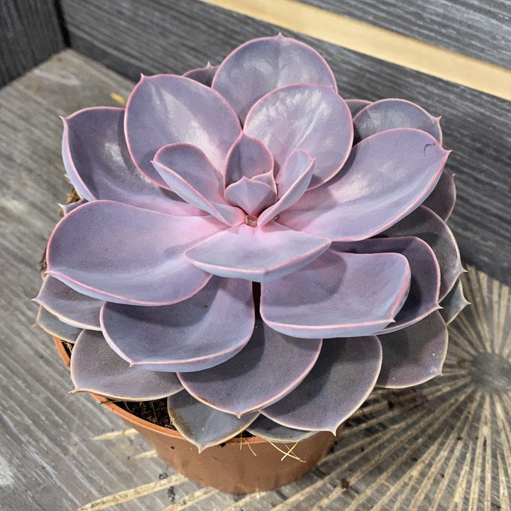 Echeveria 'Perle von Nürnberg'