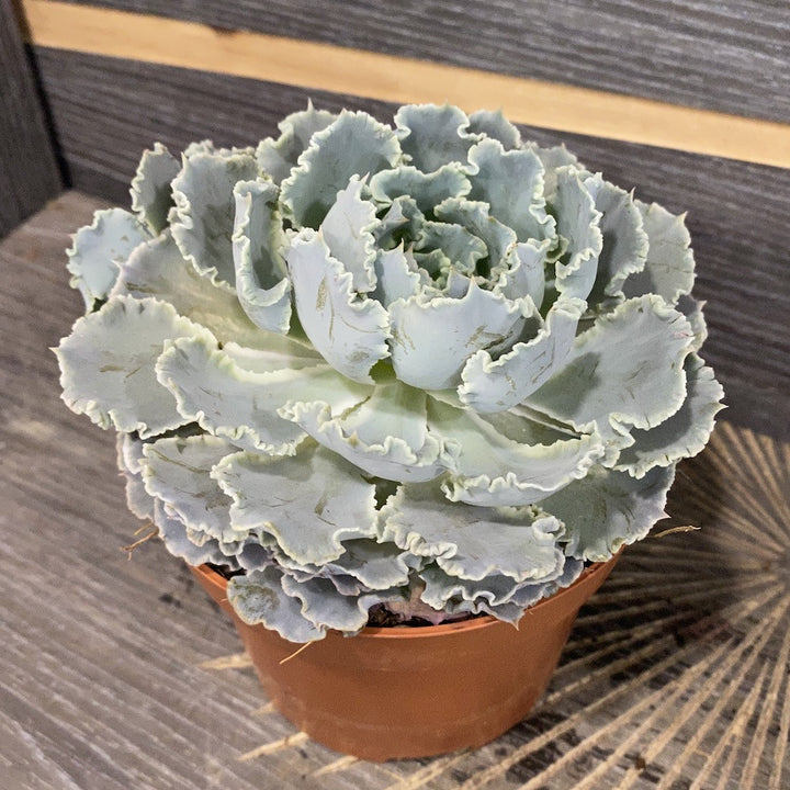 Echeveria