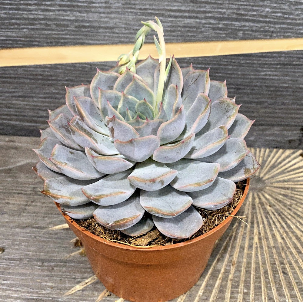 Echeveria lilacina