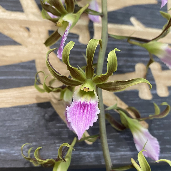 Eulophia Shamara (Euglossa x Guineensis)