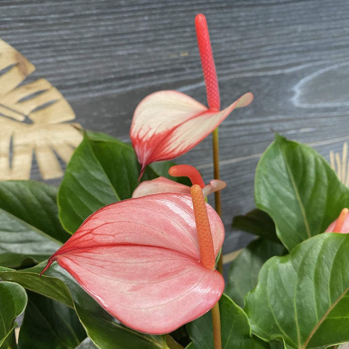 Anthurium Princess Amalia Hot Lips, cel mai bun pret online!