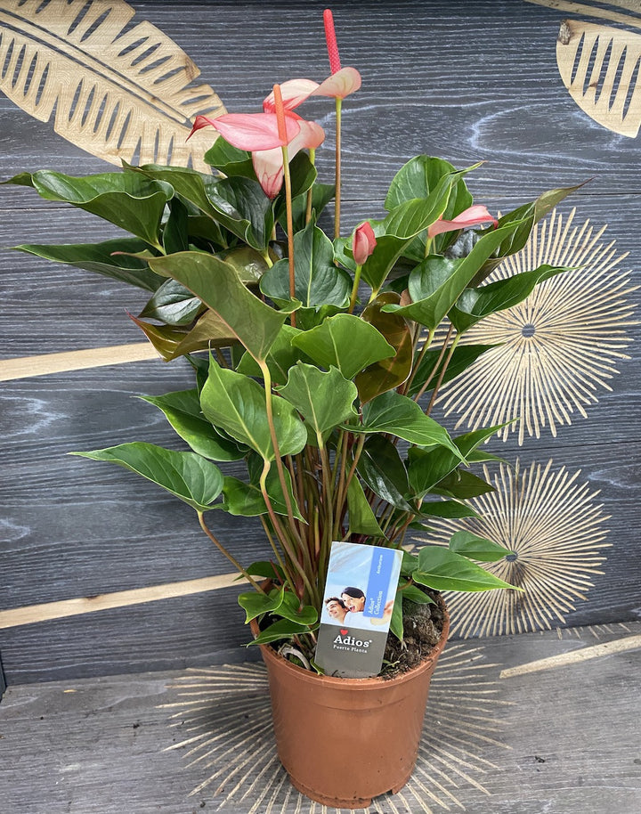 Anthurium Princess Amalia Hot Lips, cel mai bun pret online!