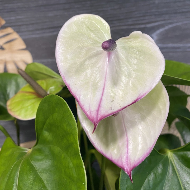 Anthurium Adios Romance - flori spectaculoase