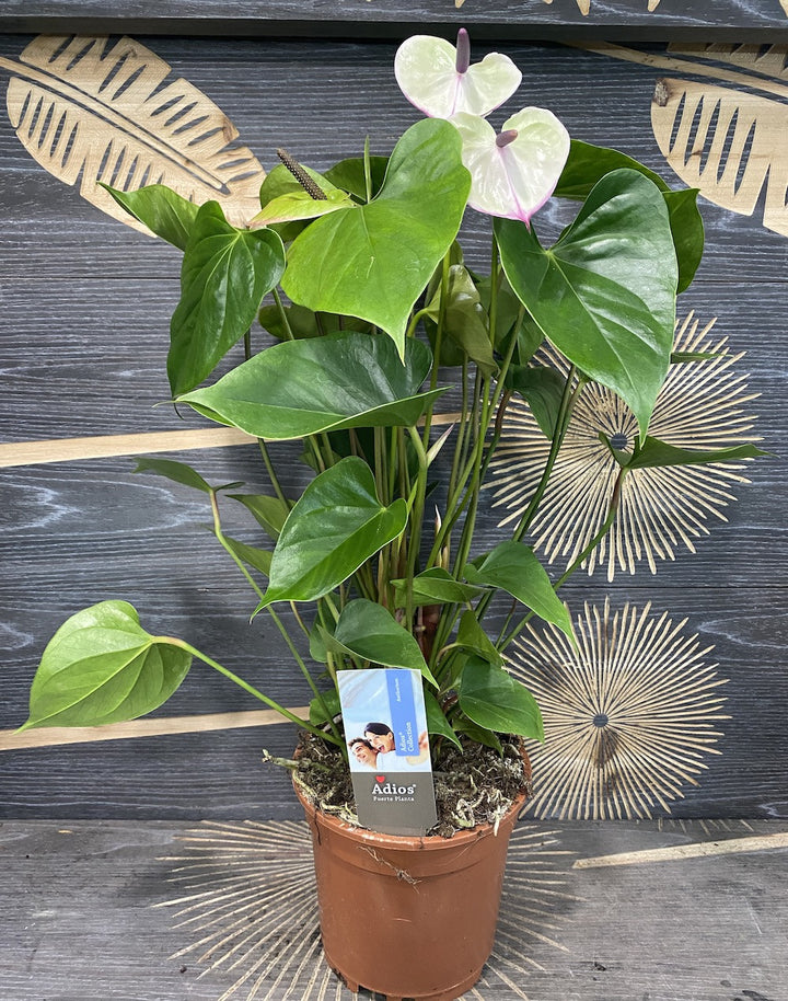 Anthurium Adios Romance - flori spectaculoase