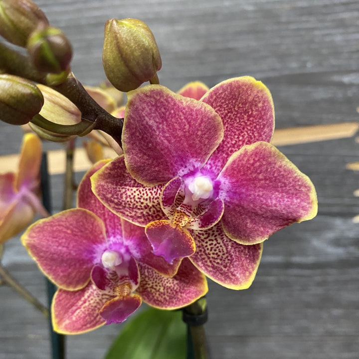 Orhidee Phalaenopsis Sogo, multiflora, de vanzare, pret atractiv!