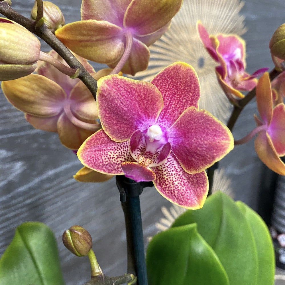 Orhidee Phalaenopsis Sogo, multiflora, de vanzare, pret atractiv!
