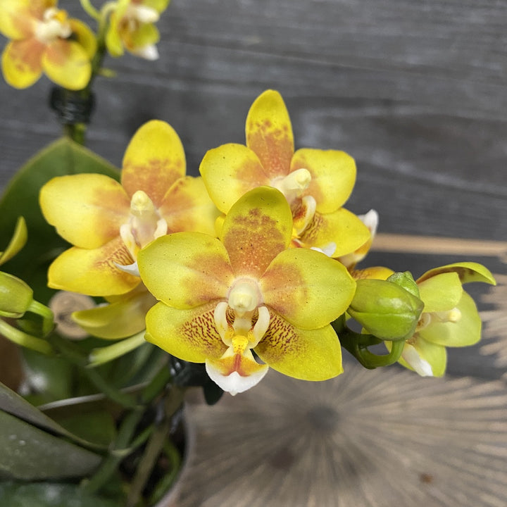 Phalaenopsis KS Balm 'Yellow Chocolate' *parfumata