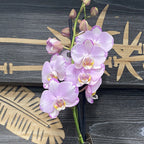 Phalaenopsis Le Vante, orhidee in ghiveci la pret atractiv