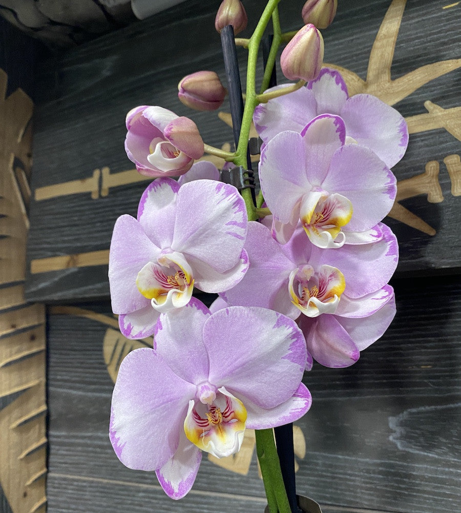Phalaenopsis Le Vante, orhidee in ghiveci la pret atractiv