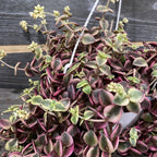 Crassula Marginalis