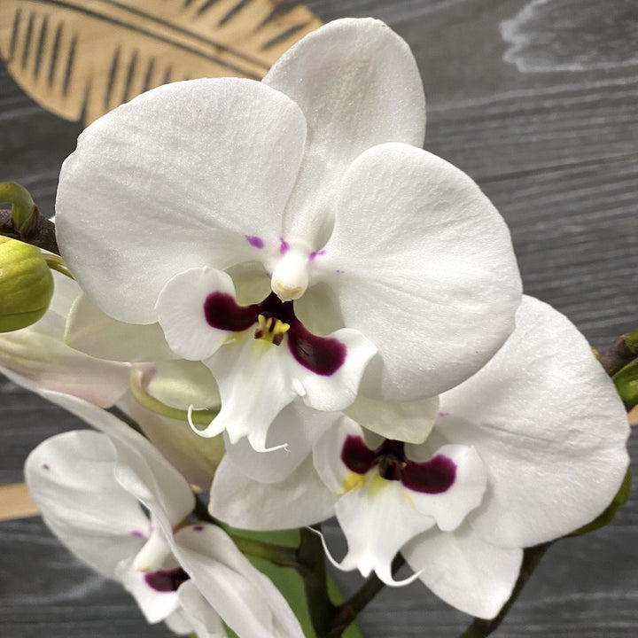 Orhidee Phalaenopsis Big Lip de vanzare, la pret imbatabil, cu livrare!