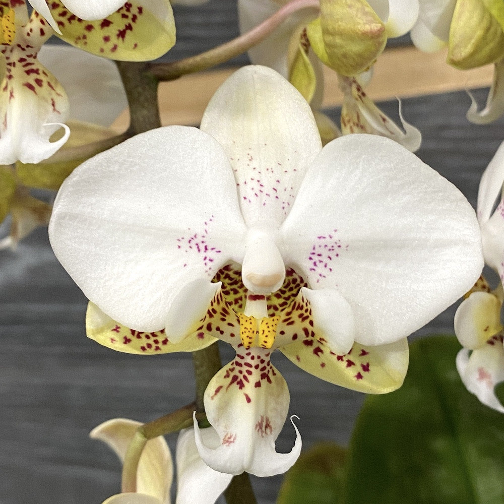 Comanda online Orhidee Phalaenopsis Stuartiana, pret imbatabil!