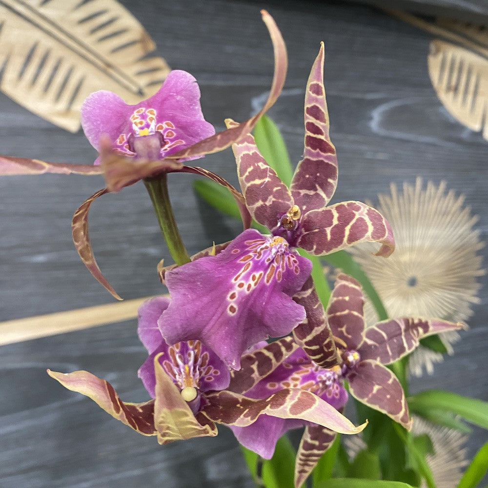 Orhidee Bratonia Shelob x Rhynchonia Marie Elle