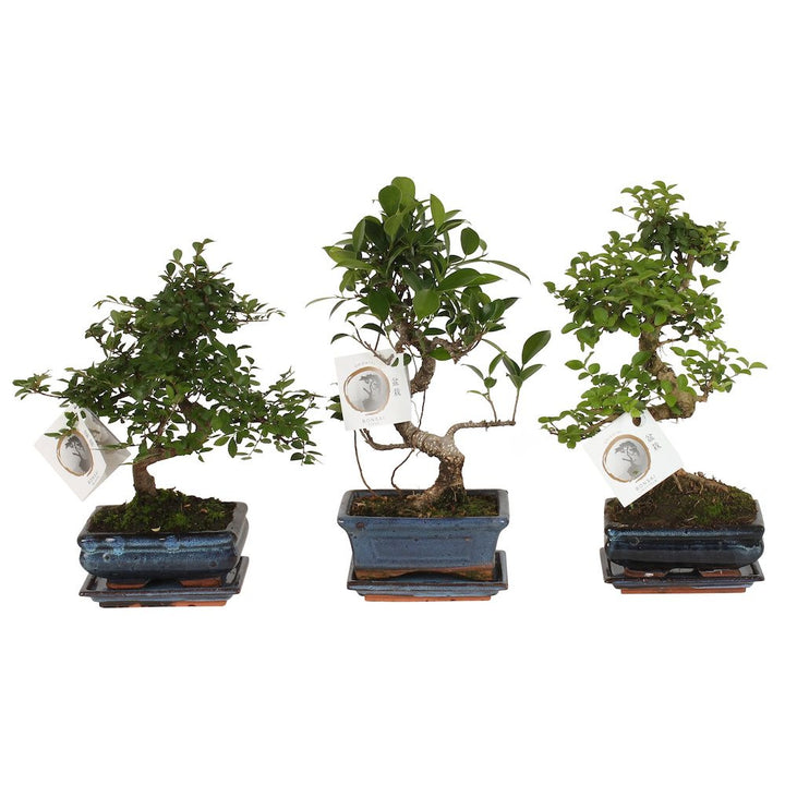 Bonsai forma S - mix de specii