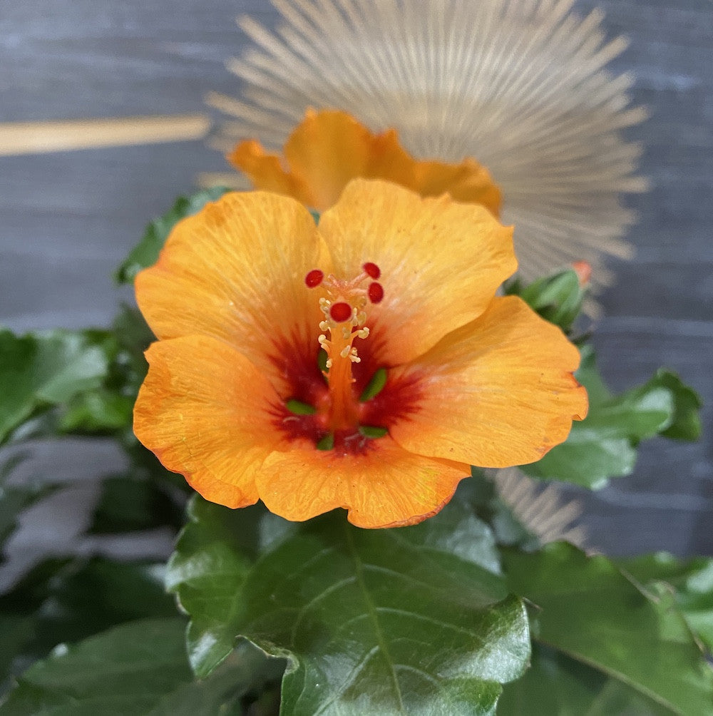 Hibiscus portocaliu - trandafir japonez