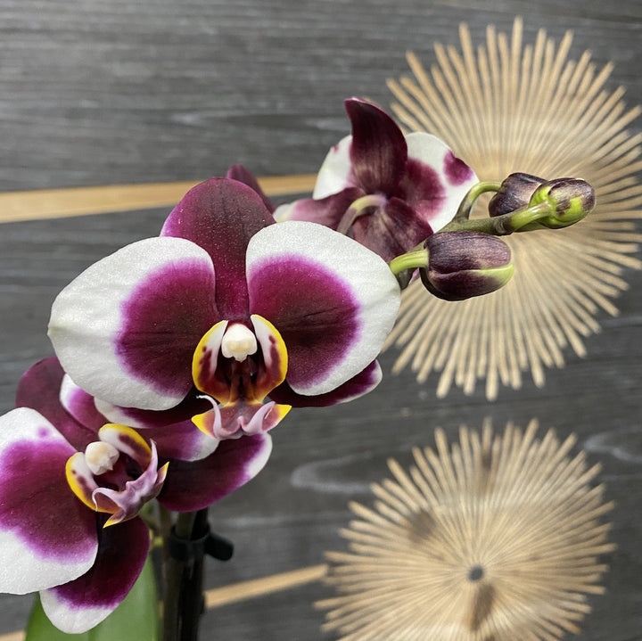 Phalaenopsis Gaucho