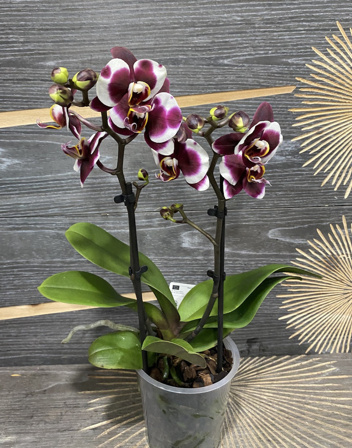 Phalaenopsis Gaucho