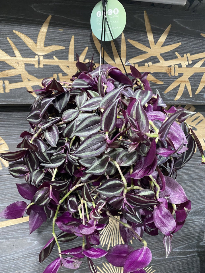 Tradescantia jewel red, planta curgatoare la cel mai bun pret, cu livrare !