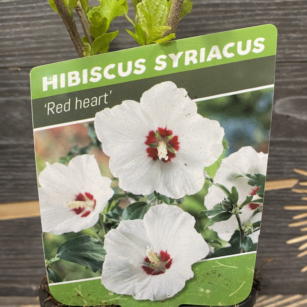 Hibiscus Syriacus Red Heart - hibiscus de gradina cu floarea alba