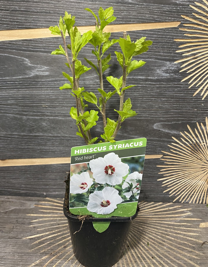 Hibiscus Syriacus Red Heart - hibiscus de gradina cu floarea alba