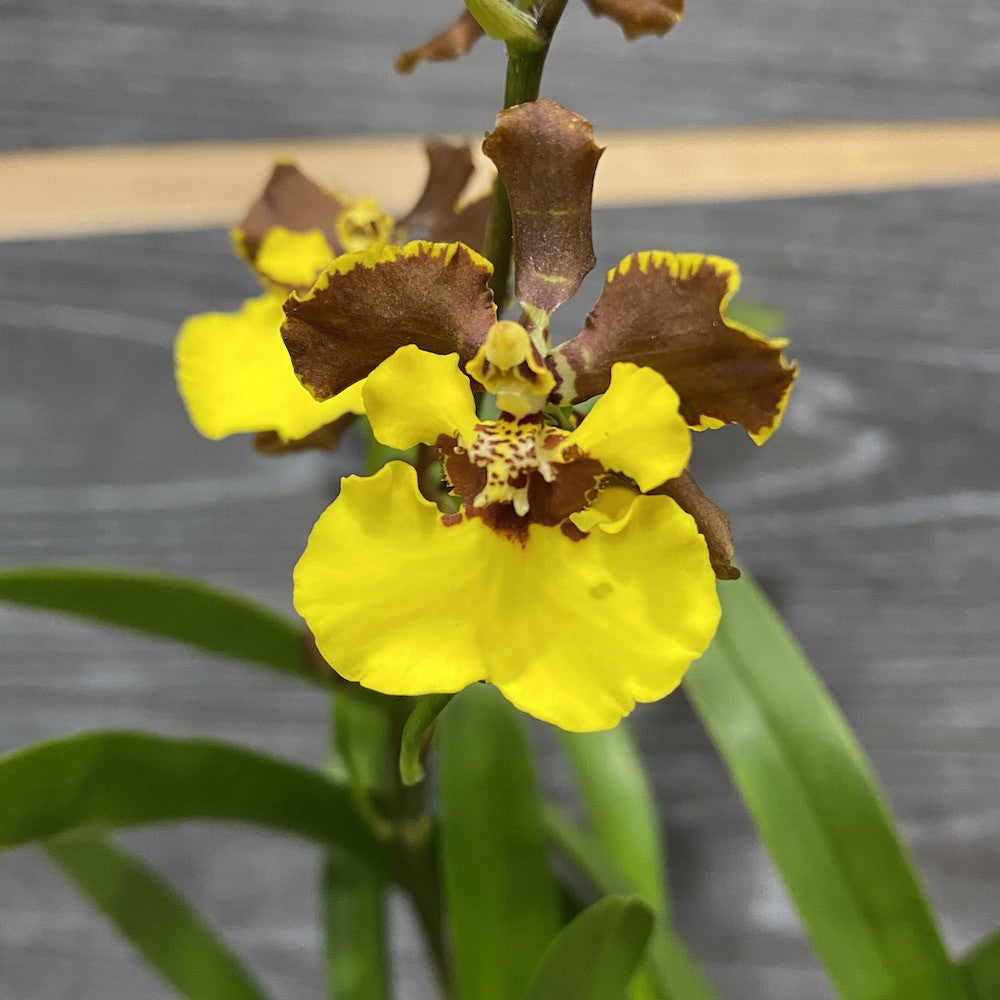 Oncidium eurycline (Gomesa croesus)