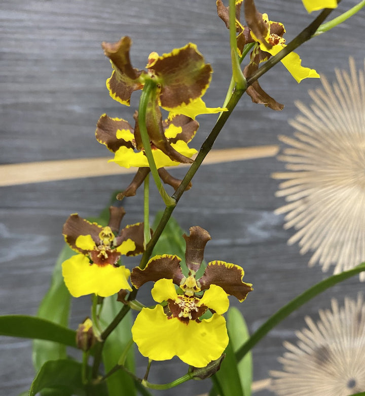 Oncidium eurycline (Gomesa croesus)