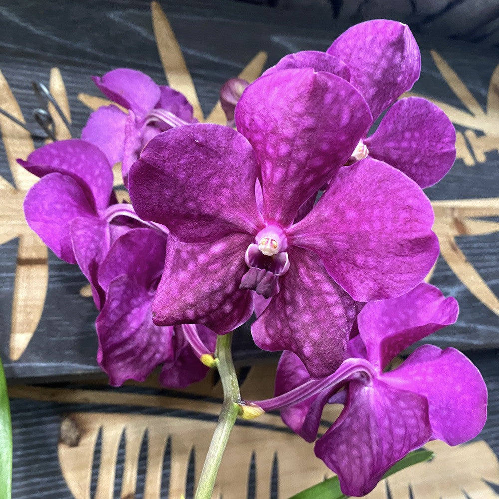 Orhidee Vanda Lipstick