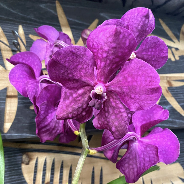 Orhidee Vanda Lipstick