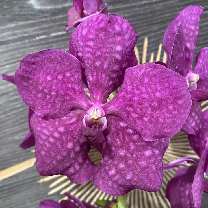 Orhidee Vanda Lipstick