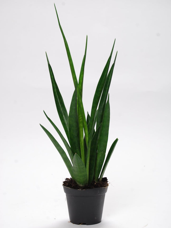 Sansevieria kirkii Friends