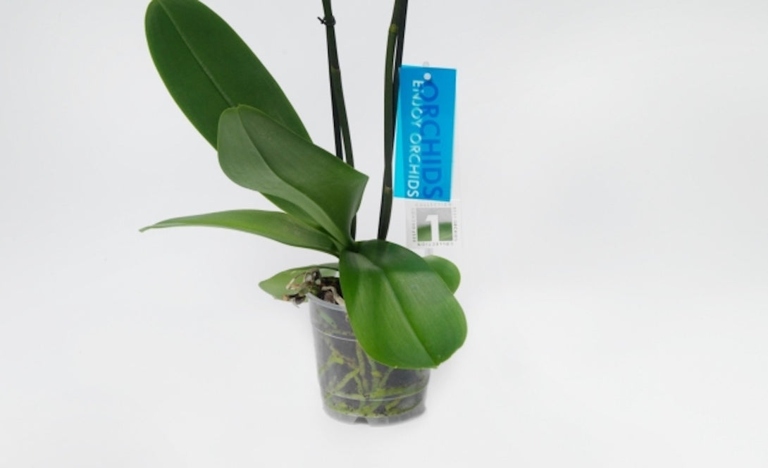 Orhidee Phalaenopsis fara flori
