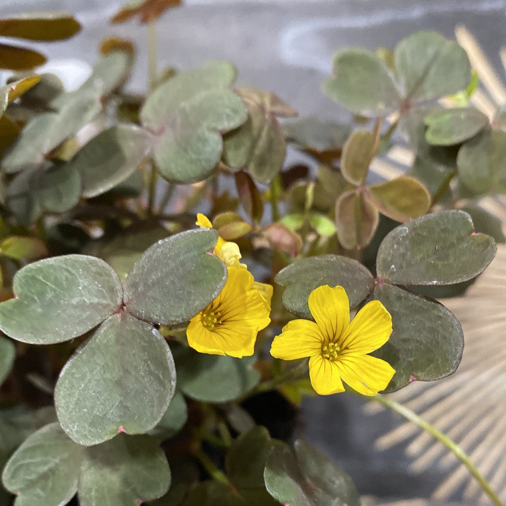 Oxalis hedysaroides 'Rubra' - trifoi cu flori galbene