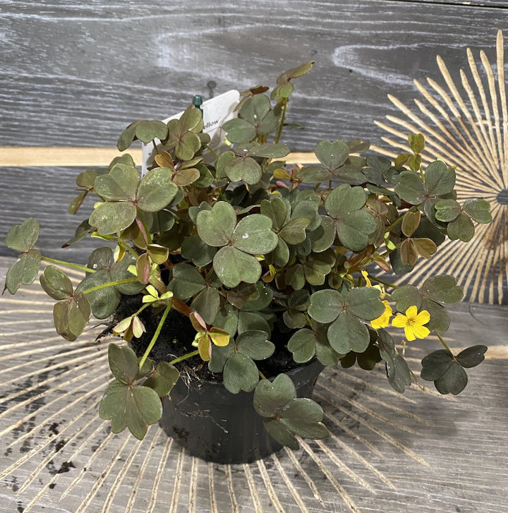 Oxalis hedysaroides 'Rubra' - trifoi cu flori galbene