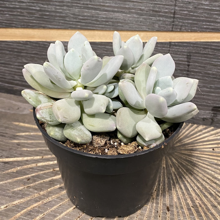 Pachyphytum Corvus