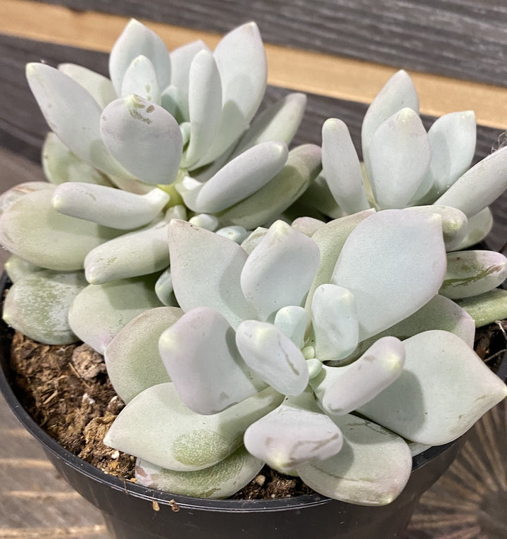 Pachyphytum Corvus