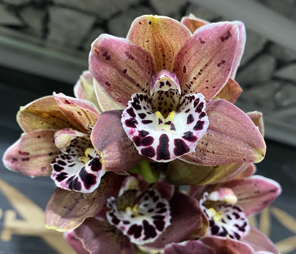 Orhidee Cymbidium Vogel's Magic - parfumat