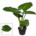 Alocasia 'Calidora'