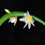 Diametru ghiveci_11 cm