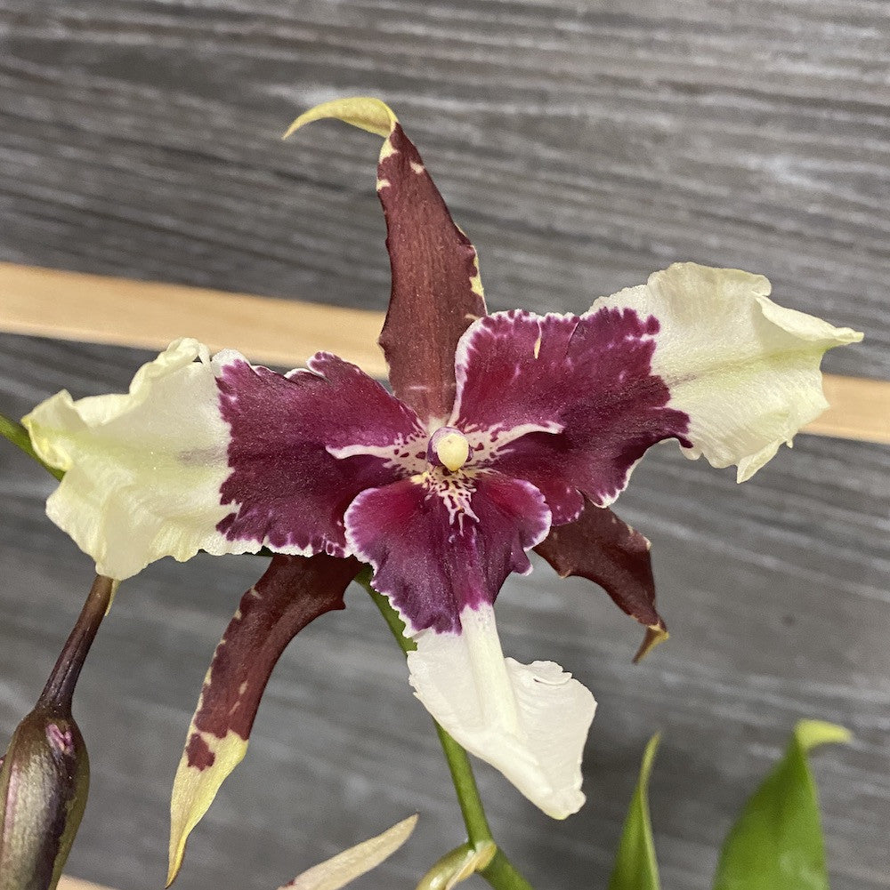 Orhidee Cambria parfumata 3lips
