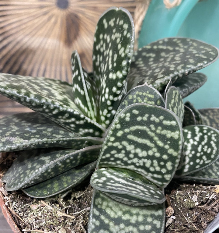 Gasteria Minor - planta suculenta spectaculoasa, pret special!