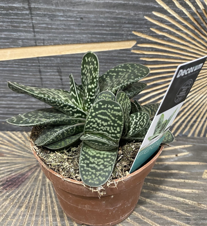 Gasteria Minor - planta suculenta spectaculoasa, pret special!