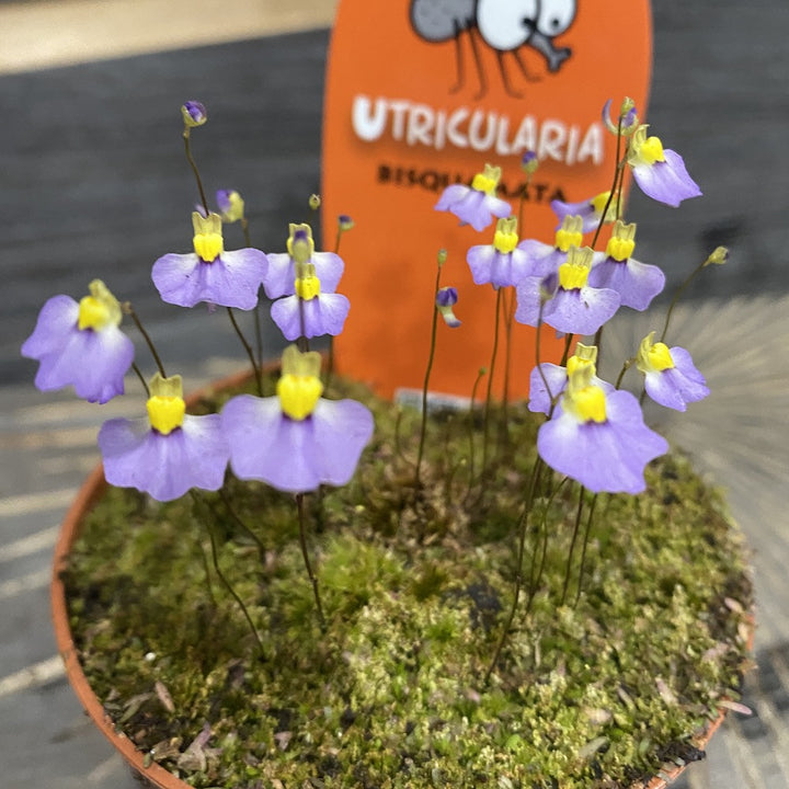 Planta carnivora (insectivora) Utricularia bisquamata, pret atractiv