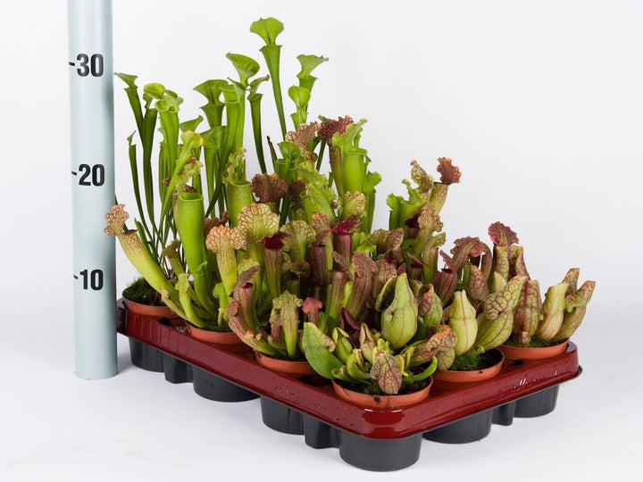 Sarracenia mix - Planta Ulcior