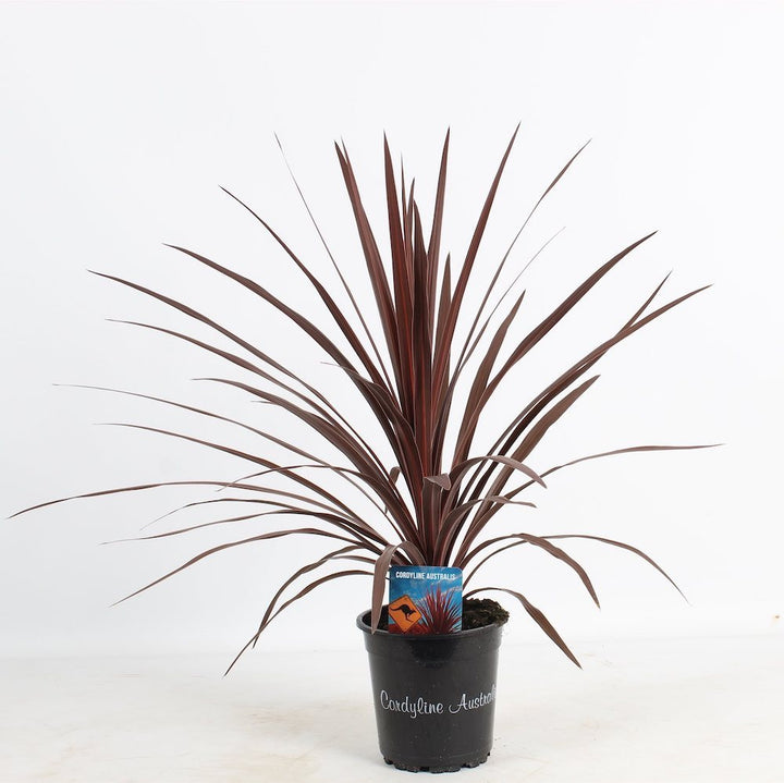 Cordyline australis 'Red Star'