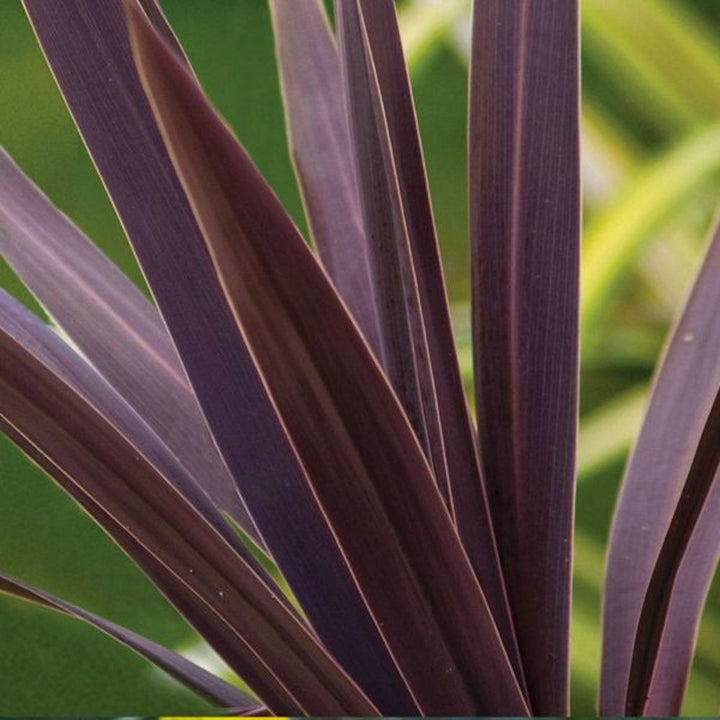 Cordyline australis 'Red Star'