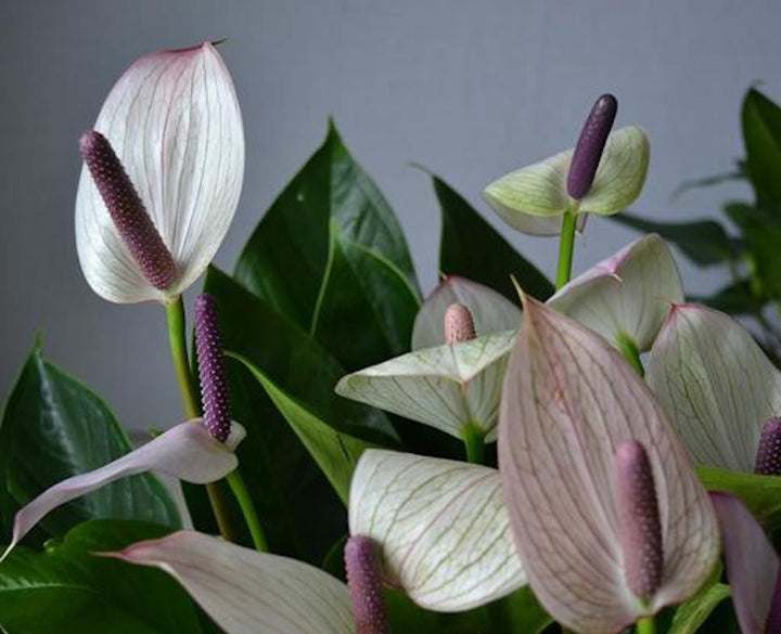 Anthurium Princess Alexia Mozaik